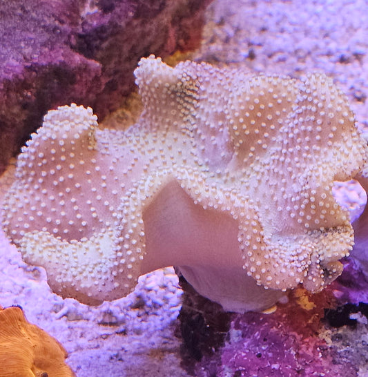 Fiji Yellow Toadstool Coral 3-5"