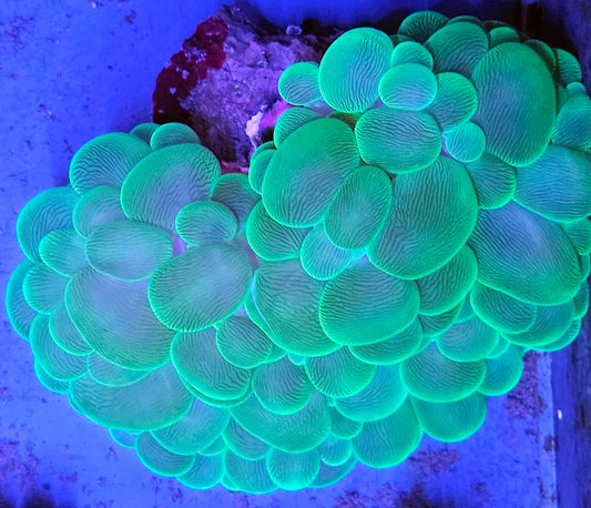 Green Bubble Coral 3-5"
