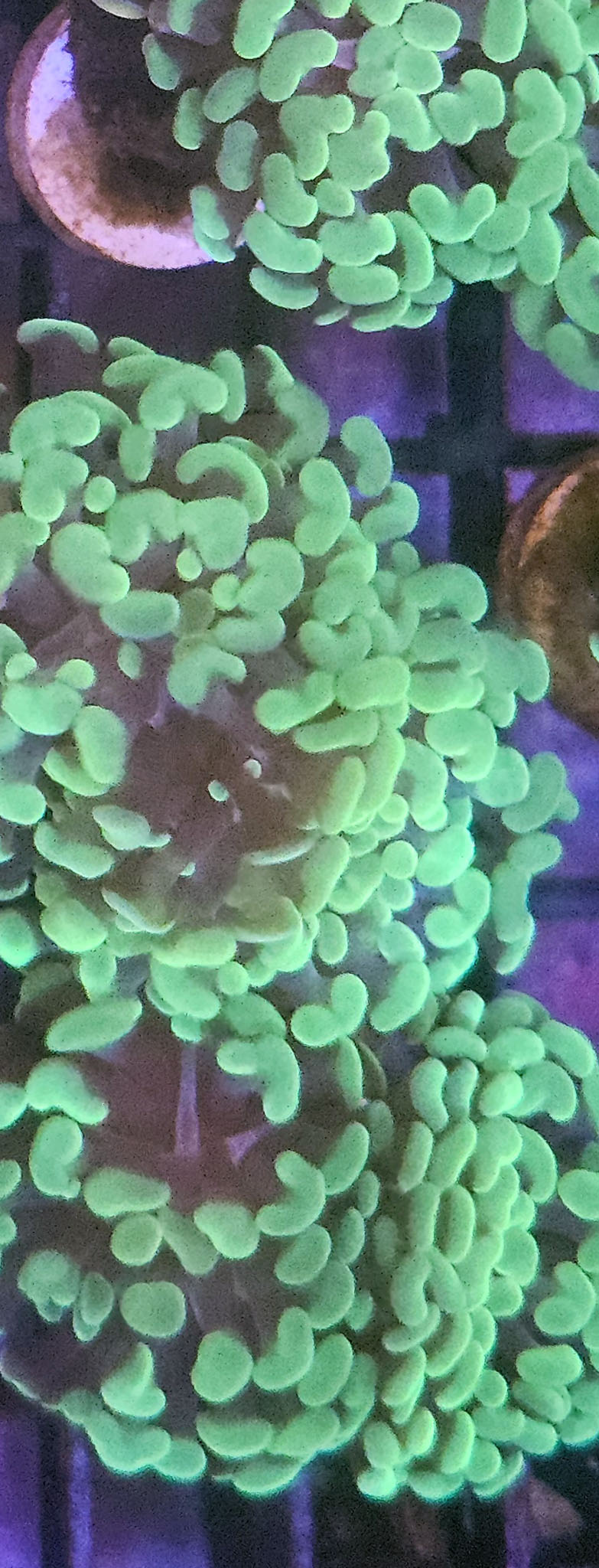 Green Splatter Hammer 1 Head Frag
