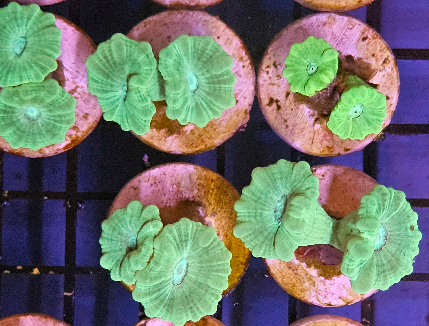 Green Trumpet Coral 2 Head Frag