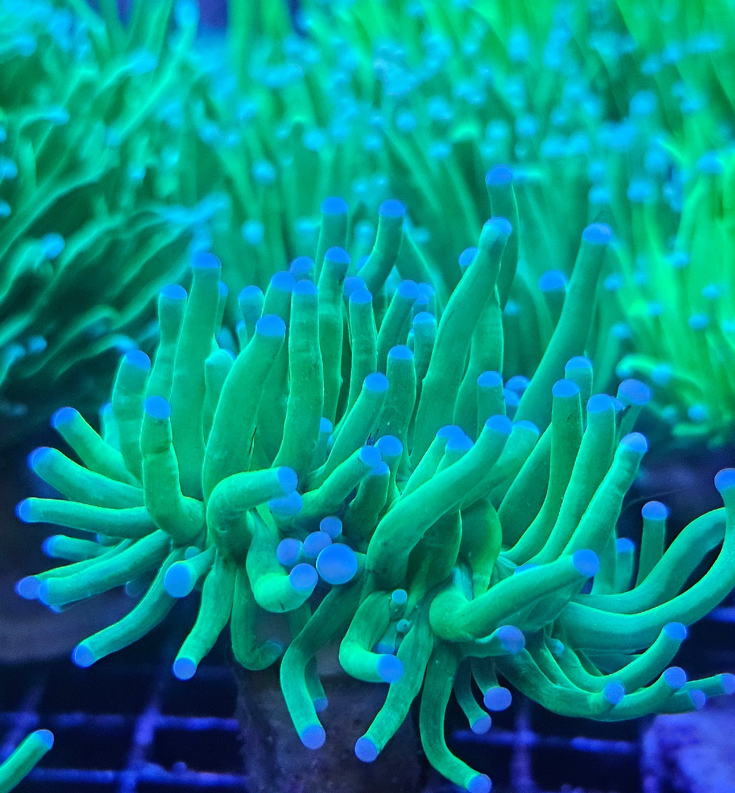 Holy Grail Torch Coral 1 Head Frag