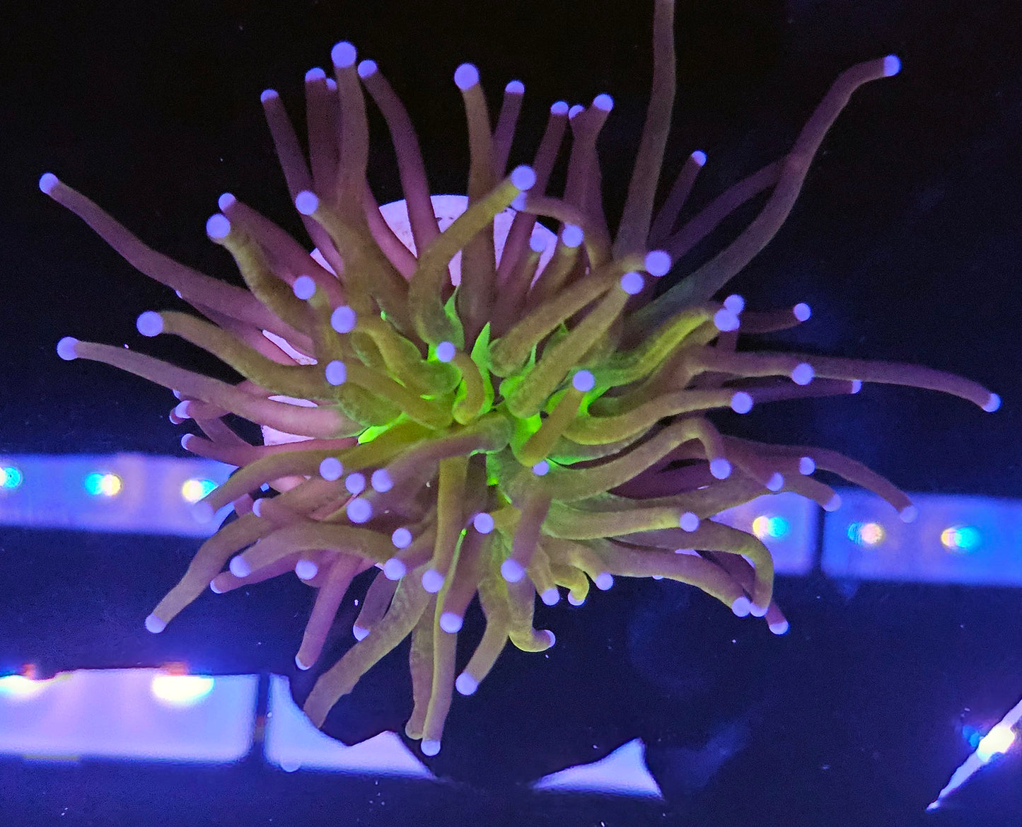Joker Torch Coral 1 Head Frag