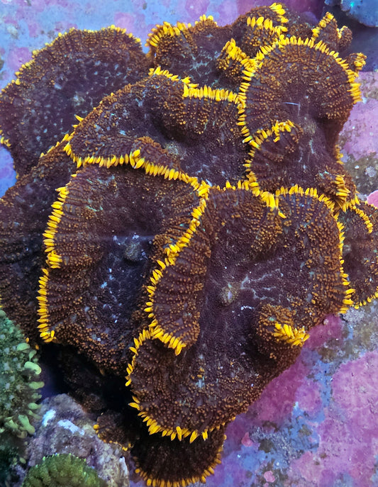 Orange Skirt Mushroom Colony 8 or more mushrooms.