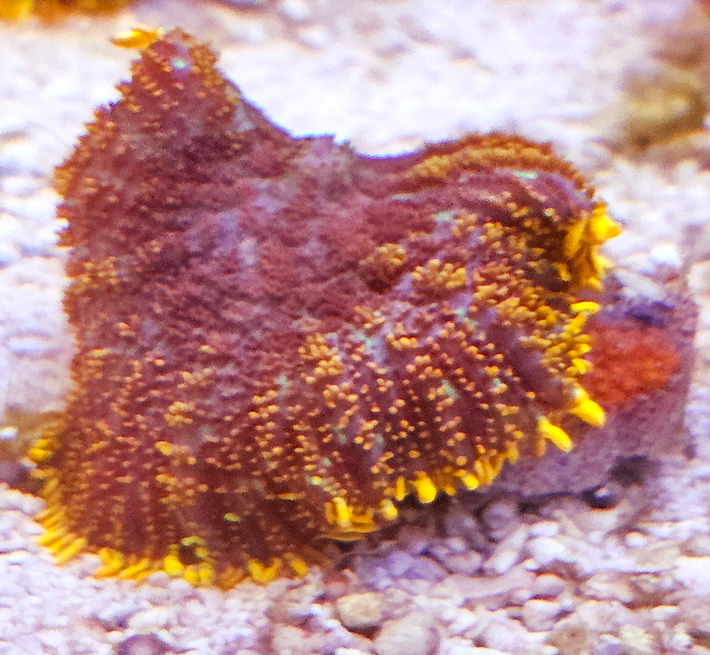 Orange Skirt Mushroom Coral 1 Mushroom Frag