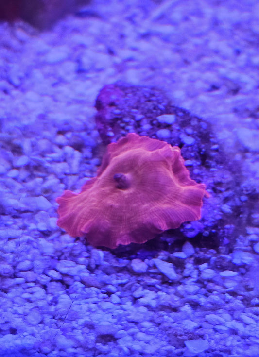 Red Mushroom Coral 1 Mushroom Frag