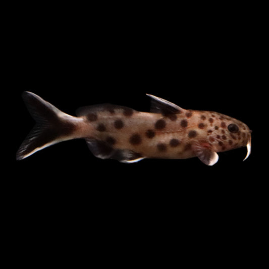 Synodontis Petricola Catfish (Synodontis petricola)