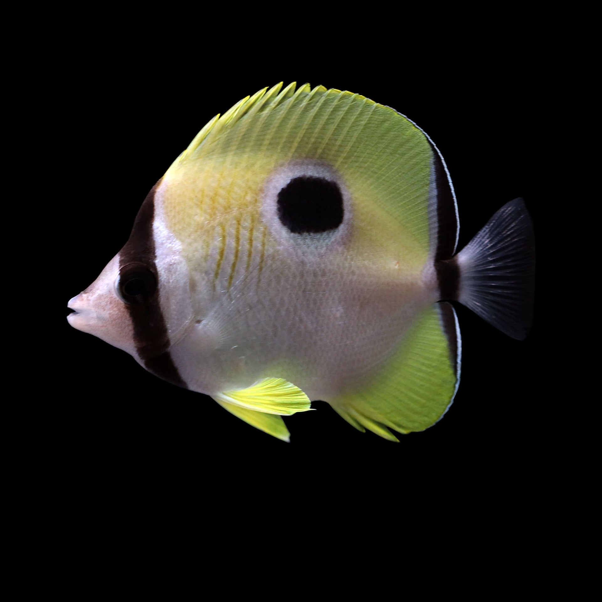 Teardrop Butterfly (Chaetodon unimaculatus) – AQUARIUM ARTS