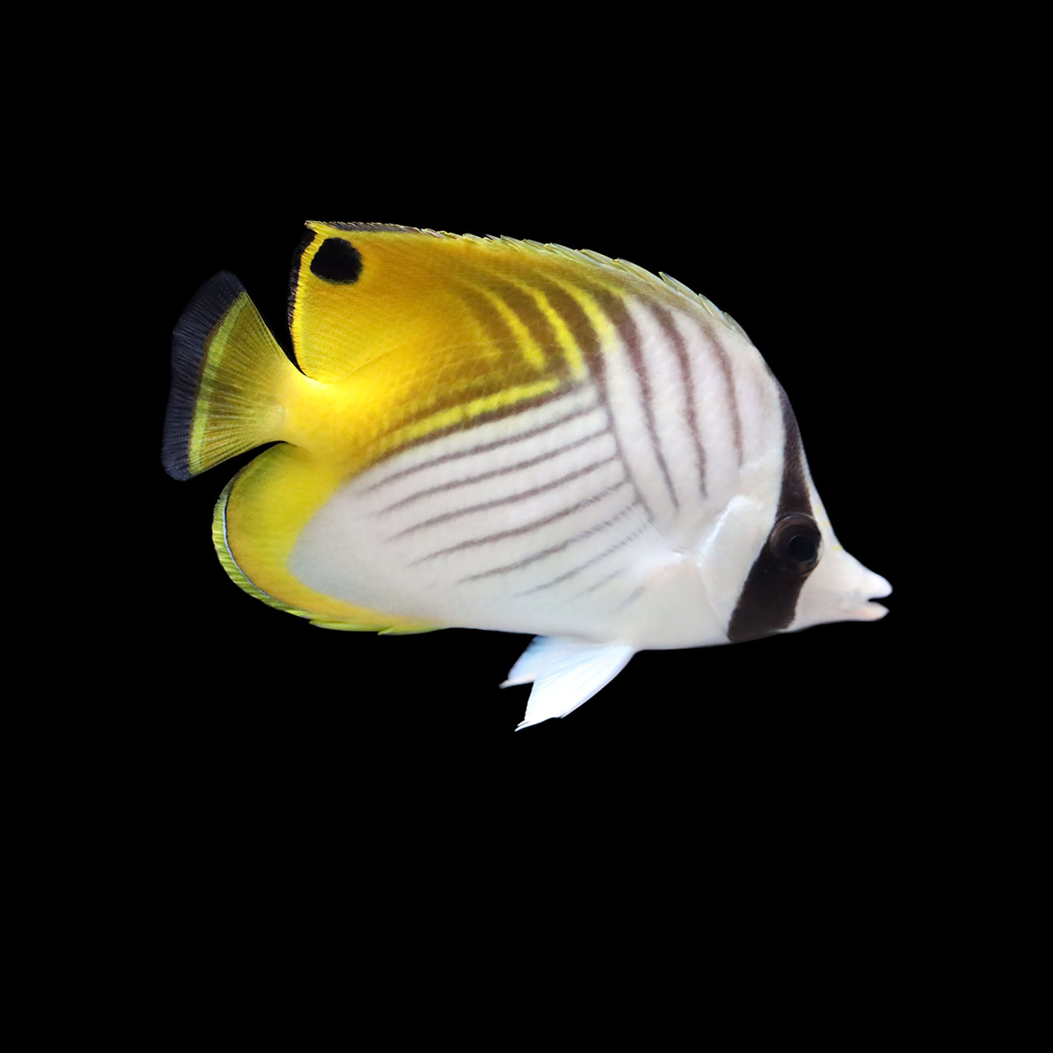 Threadfinbutterfly Fish Threadfin Butterflyfish (Chaetodon auriga) – AQUARIUM ARTS