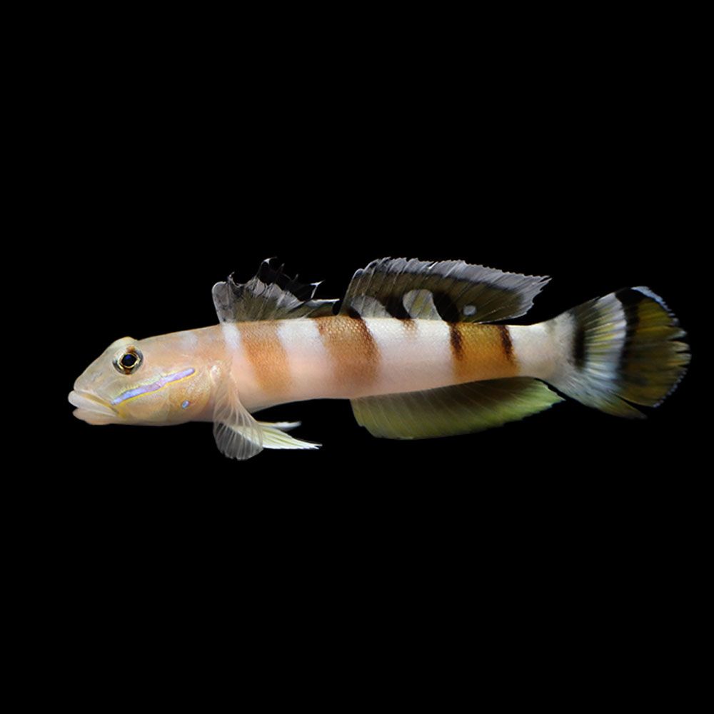 Tiger Goby (Valenciennea wardii)