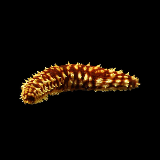 Tiger Tail Sea Cucumber (Holothuria hilla)