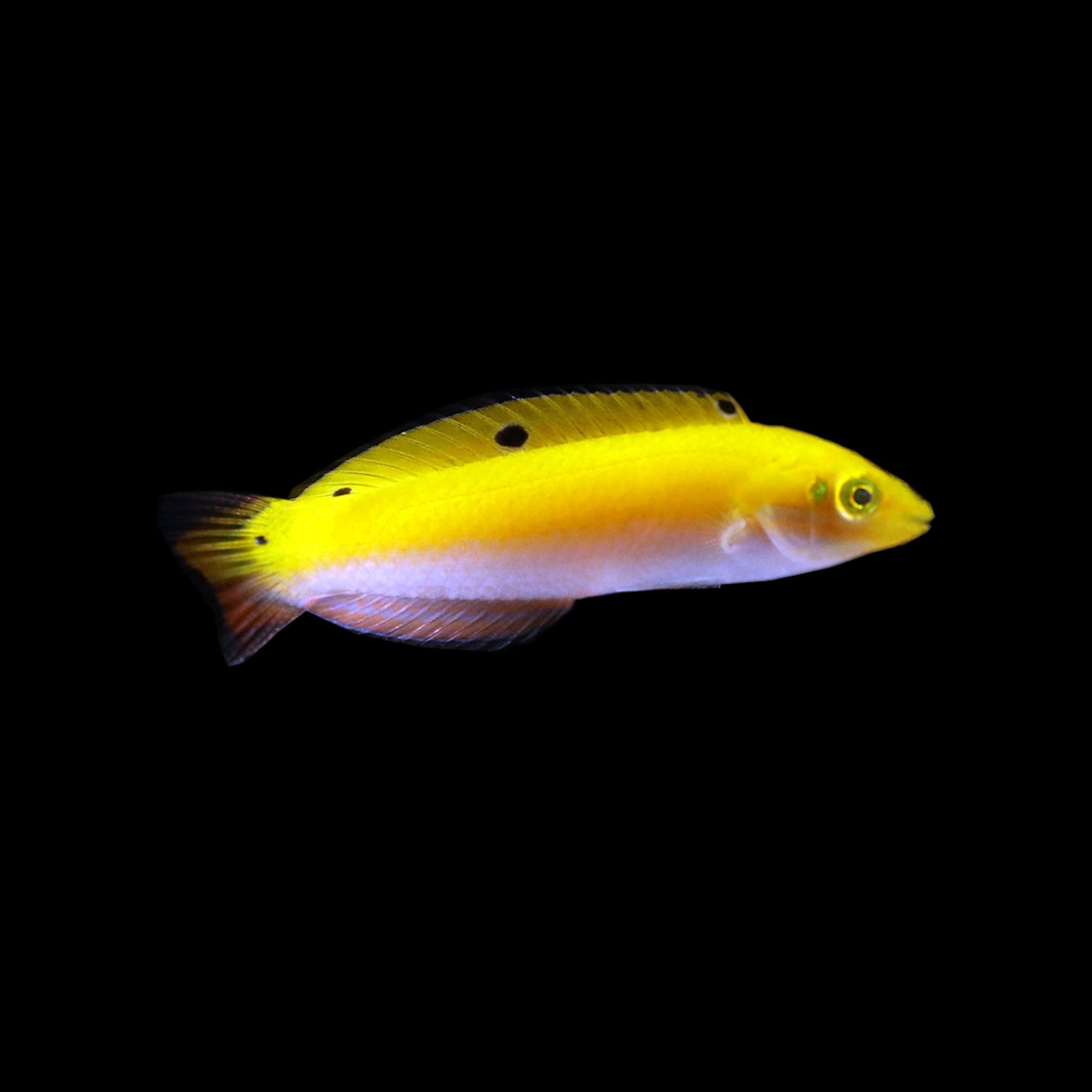 Triple Spot Wrasse (Halichoeres trispilus)