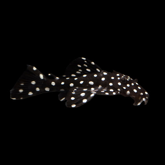 Vampire Pleco (Leporacanthicus galaxias) - L240