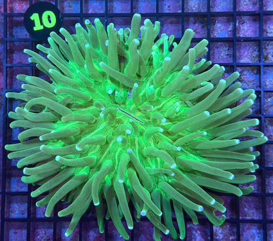 WYSIWYG 10 Super Green Heliofungia Plate