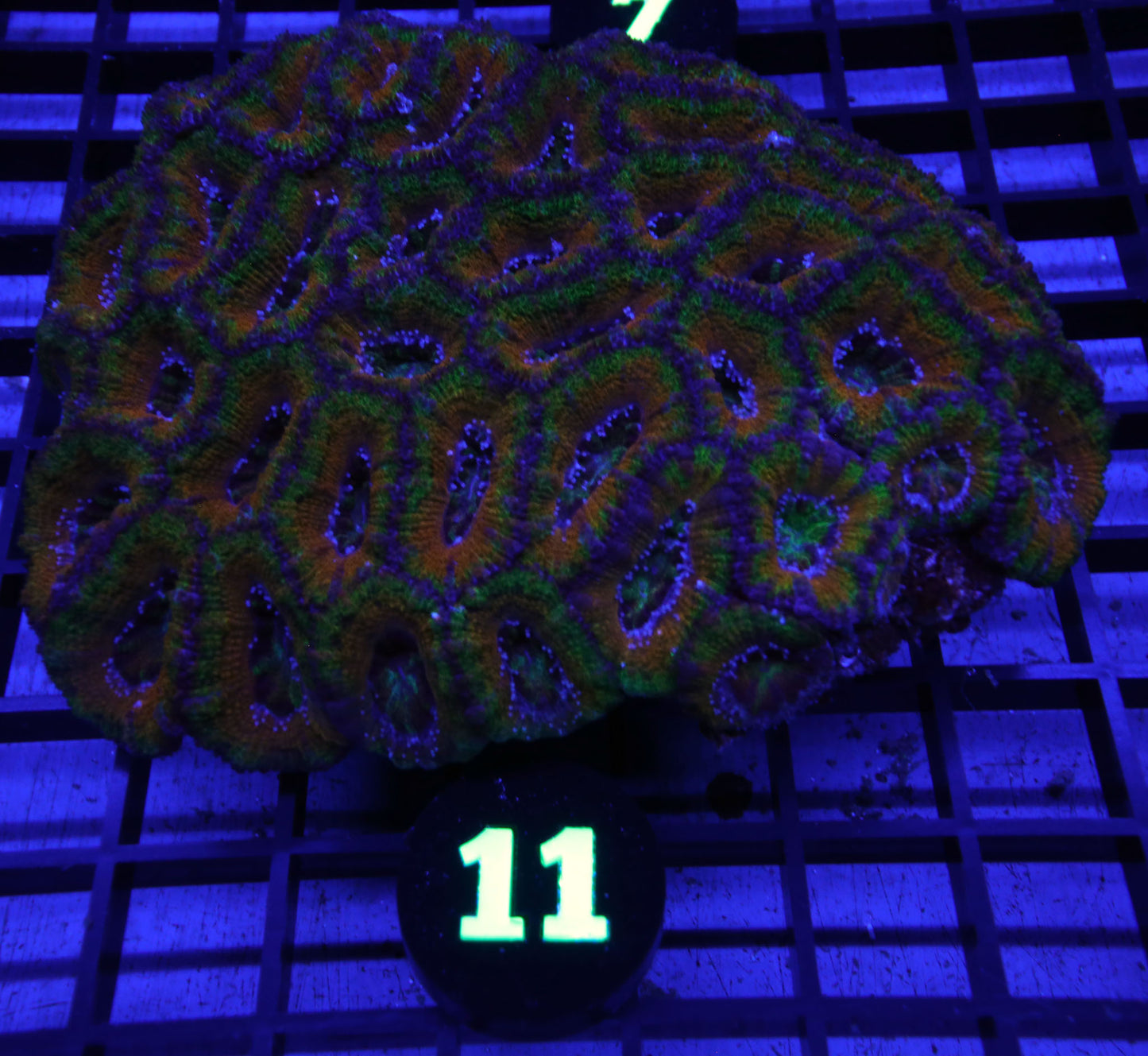 WYSIWYG 11 ULTRA ACAN COLONY