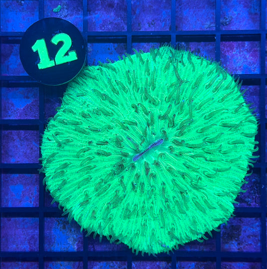 WYSIWYG 12 BUBBLEGUM ACAN LORD COLONY