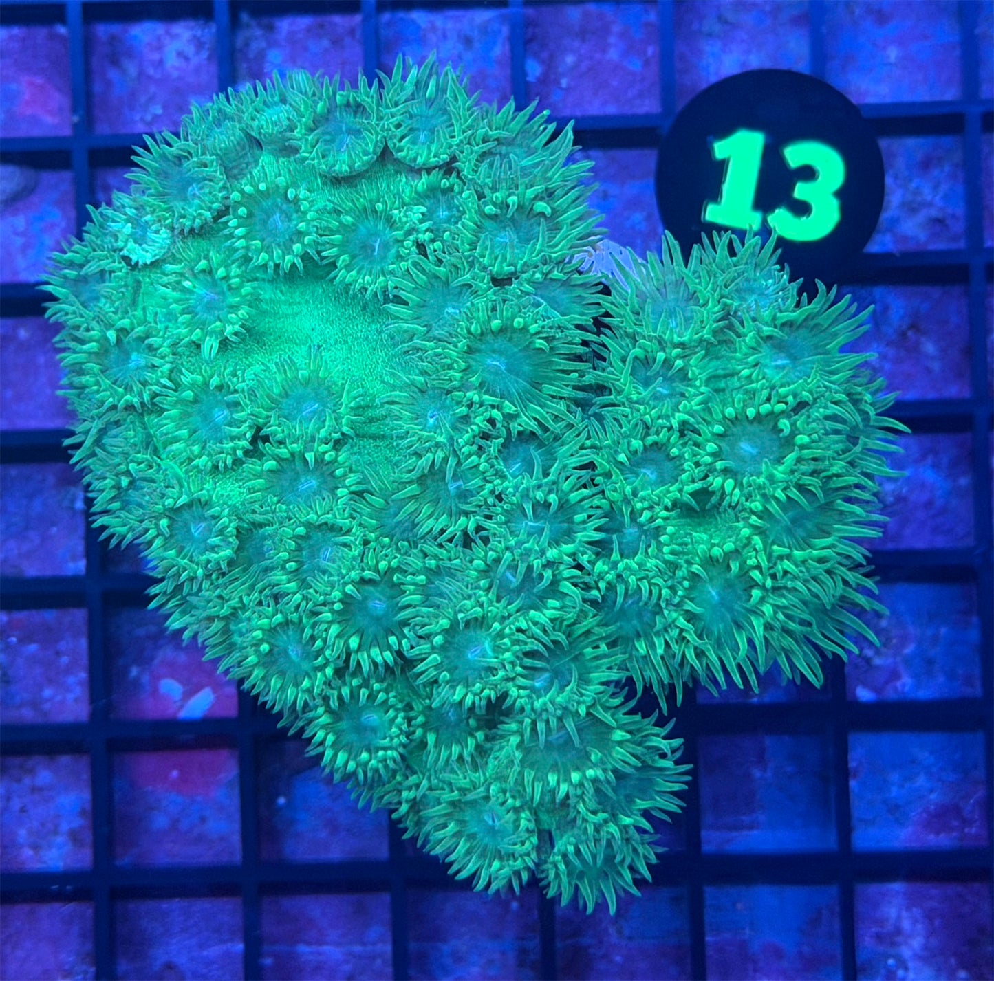 WYSIWYG 13 Bright Green Pagoda Cup