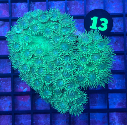 WYSIWYG 13 Bright Green Pagoda Cup