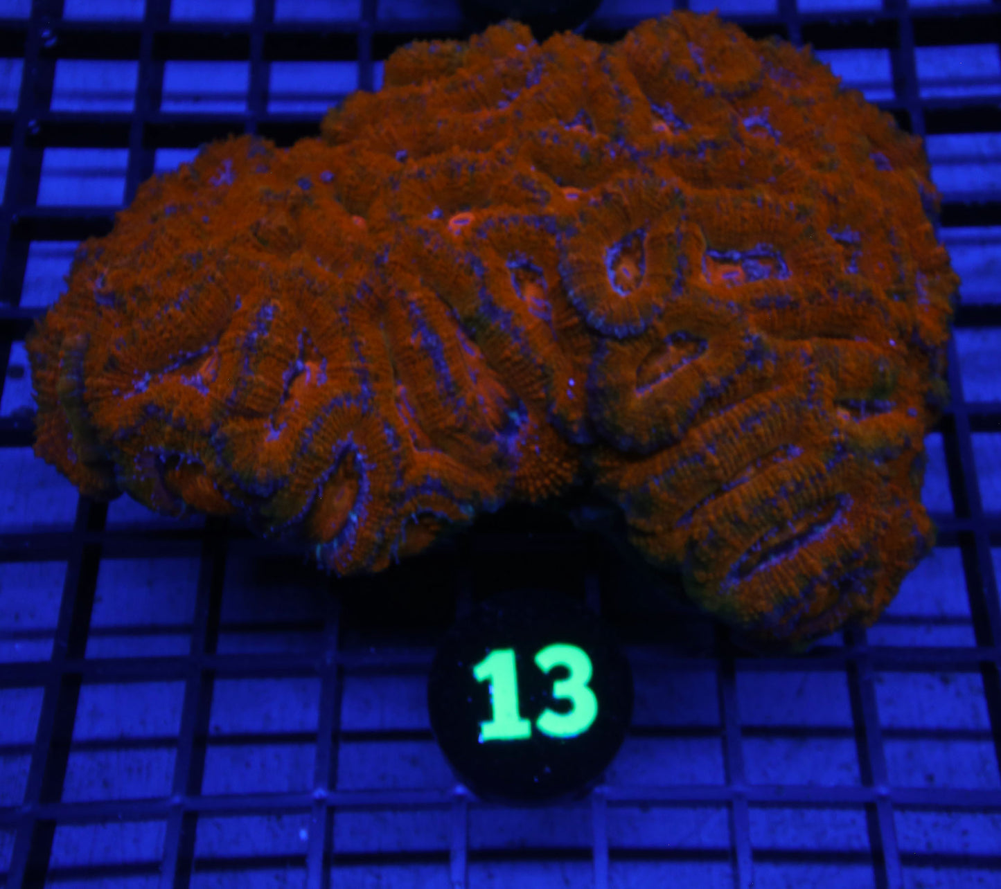 WYSIWYG 13 SUPER RED ACAN COLONY