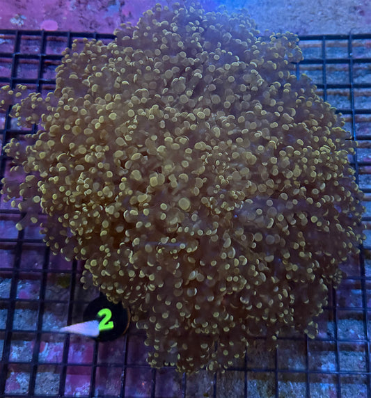 WYSIWYG 2 Bronze Octospawn