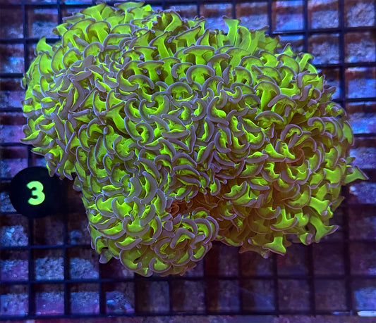WYSIWYG 3 Super Green Wall Hammer