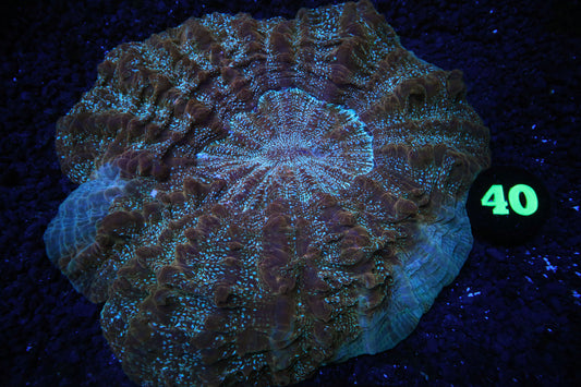 WYSIWYG 40 SPECKLED ACANTHOPHYLLIA