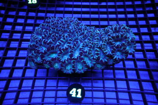 WYSIWYG 41 BLUE MOUTH ACAN LORD COLONY