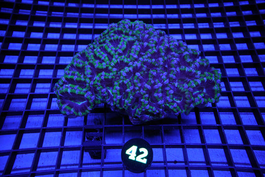 WYSIWYG 42 GREEN STRIPED ACAN LORD COLONY