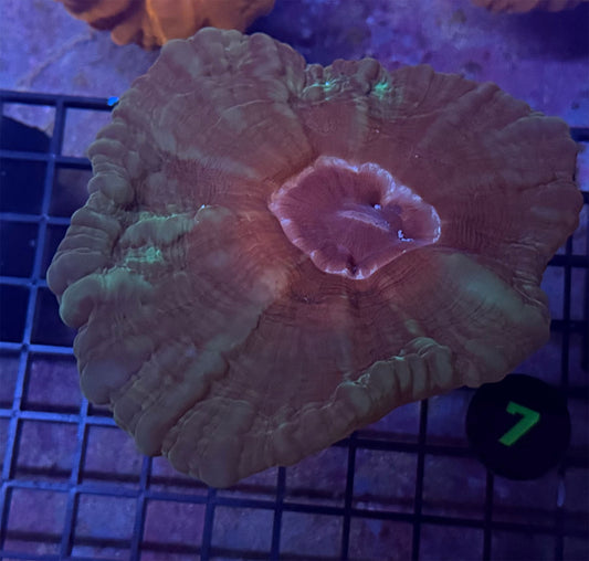 WYSIWYG 7 Green Cynarina