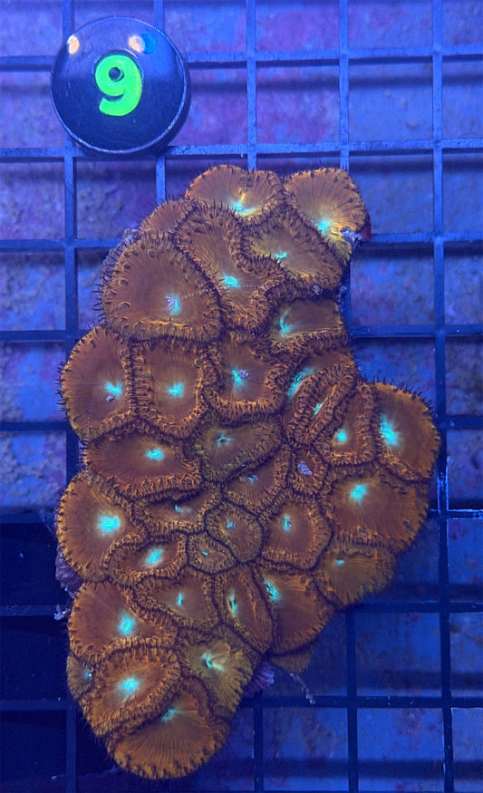 WYSIWYG 9 Red Blasto Colony