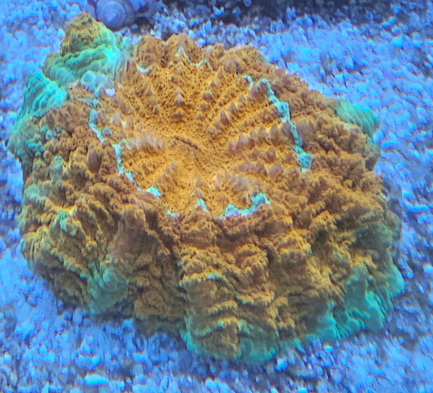 WYSIWYG Acanthopyllia 3 3in