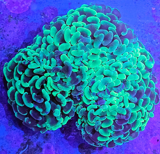 WYSIWYG Aussie Green Splatter Wall Hammer 1 3in