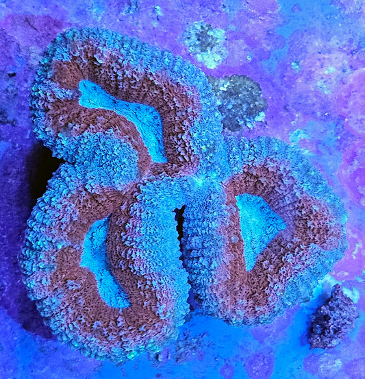 WYSIWYG Aussie Lobo 1 3in