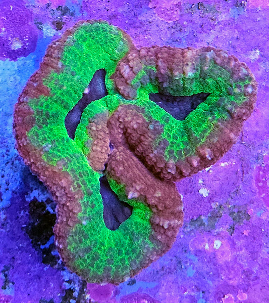 WYSIWYG Aussie Lobo 2 3in