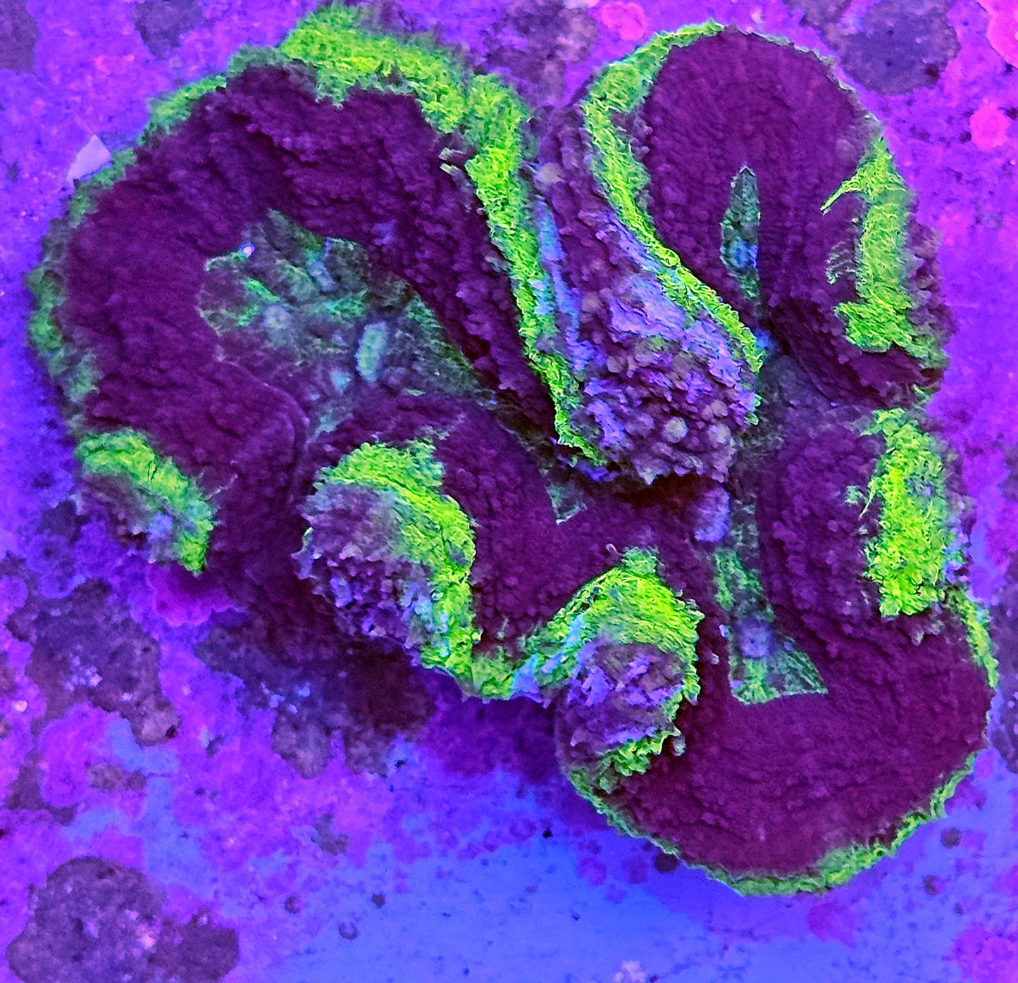 WYSIWYG Aussie Lobo 4 3in