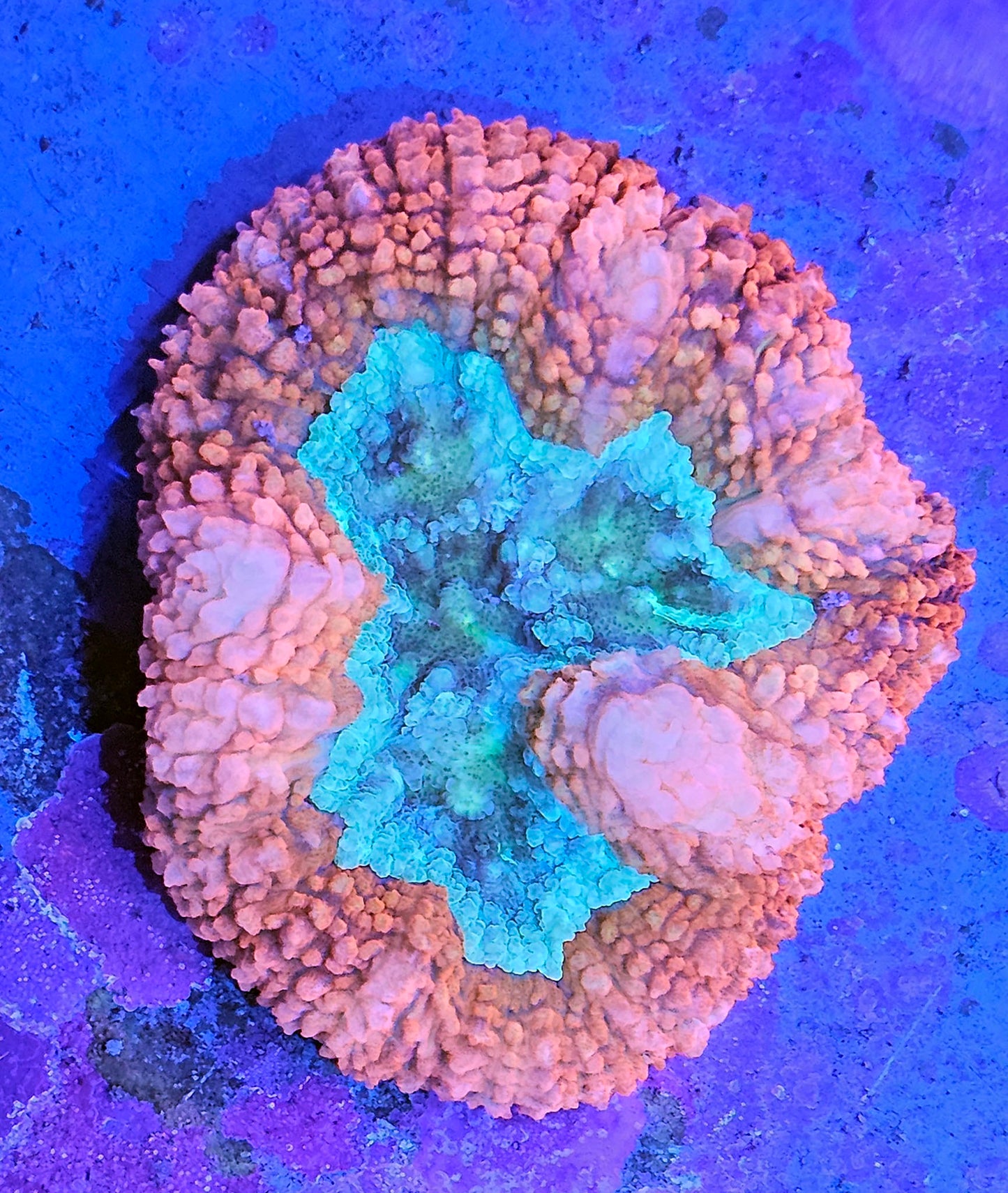 WYSIWYG Aussie Lobo 5 3in