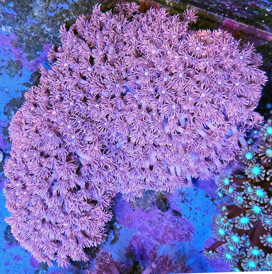 WYSIWYG Aussie Pink Goniopora Colony 1 4in