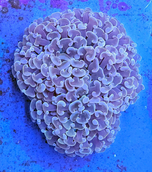 WYSIWYG Aussie Pink Wall Hammer 1 3 in