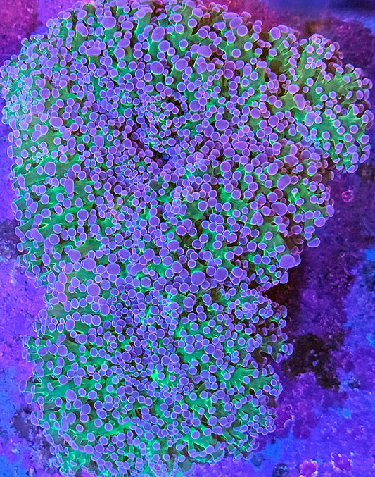 WYSIWYG Aussie Purple and Green Wall Octospawn 1 3in