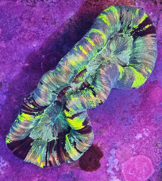 WYSIWYG Aussie Ultra Tricolor Trachyphyllia 1 4in