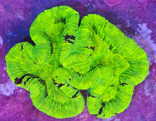 WYSIWYG Aussie Ultra Trachyphyllia 1 4in
