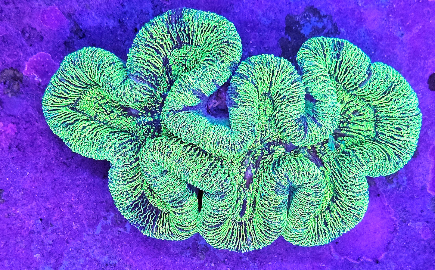 WYSIWYG Aussie Ultra Trachyphyllia 2 4in