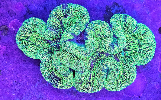 WYSIWYG Aussie Ultra Trachyphyllia 2 4in