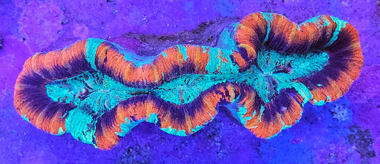 WYSIWYG Aussie Ultra Tricolor Trachyphyllia 2 4in