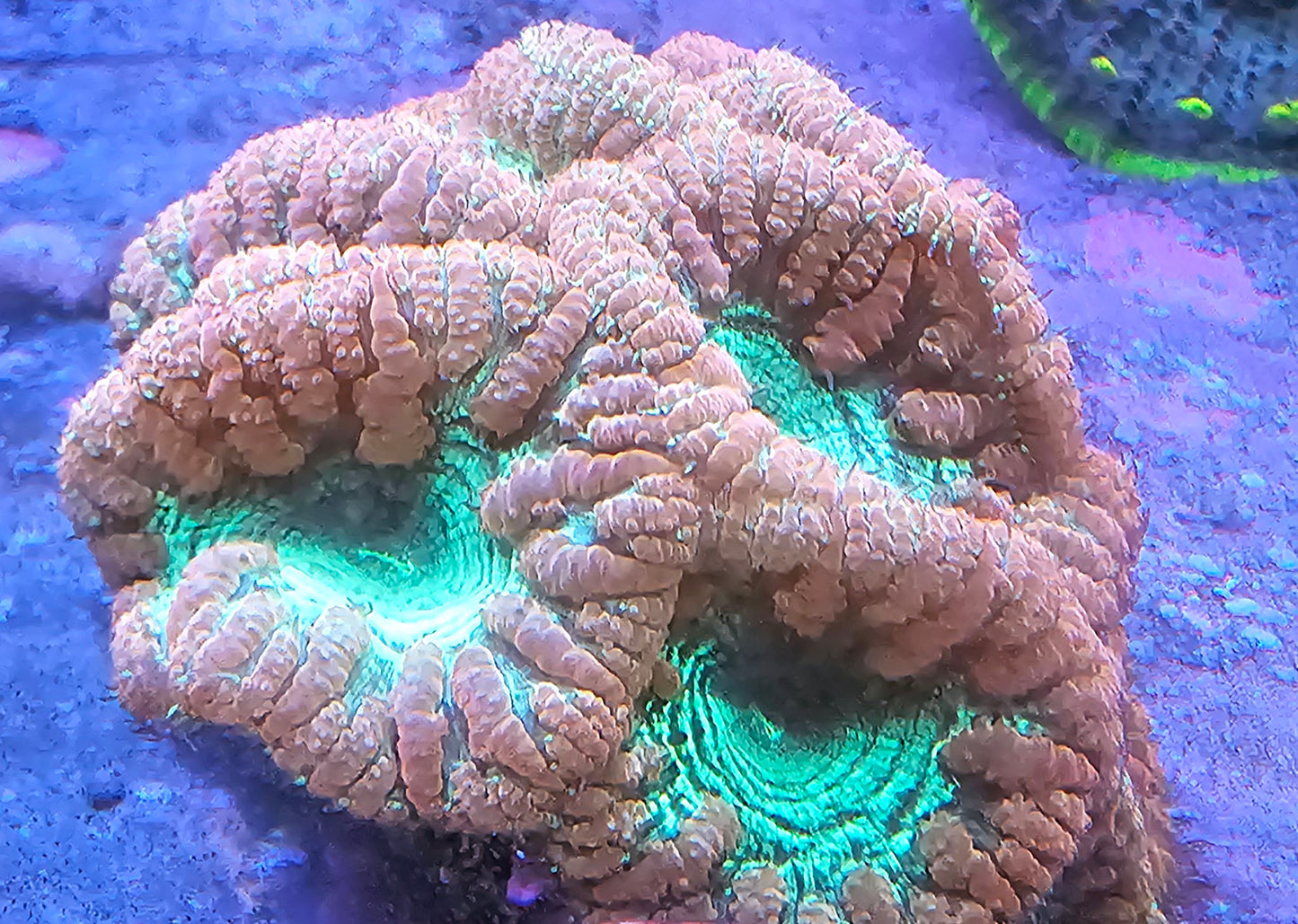 WYSIWYG Blasto 1 8 heads