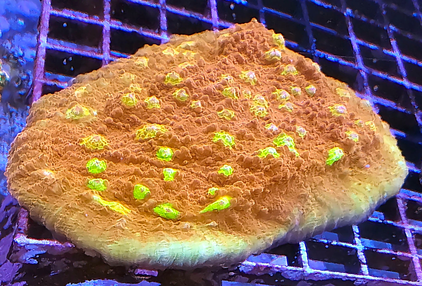 WYSIWYG Chalice 1 4in