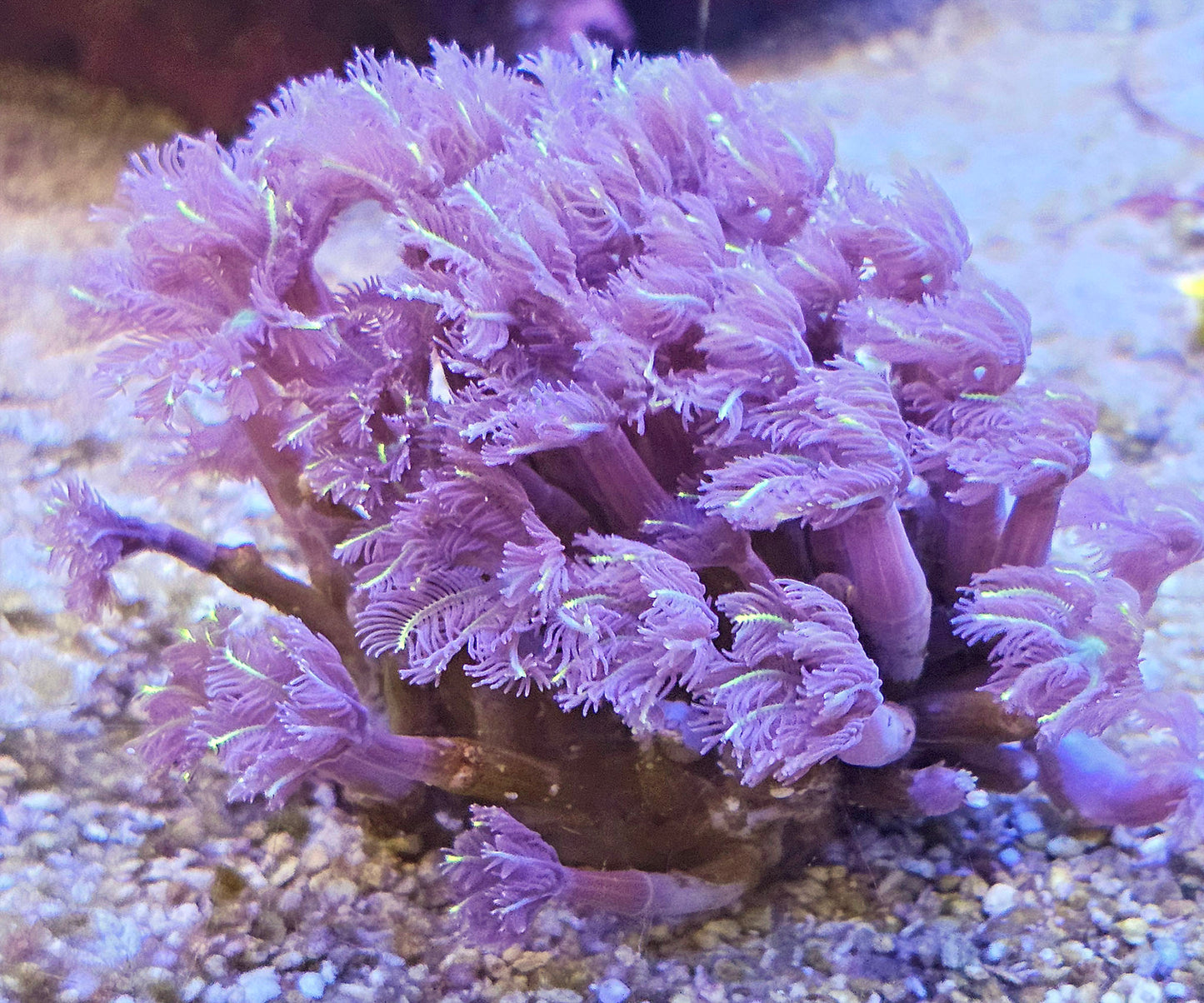 WYSIWYG Firework Clove Polyp Colony 1 2 in