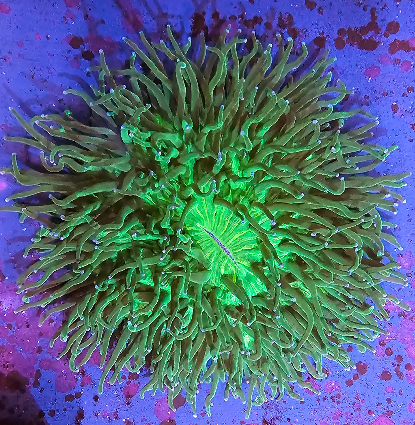 WYSIWYG Heliofungia 1 6in