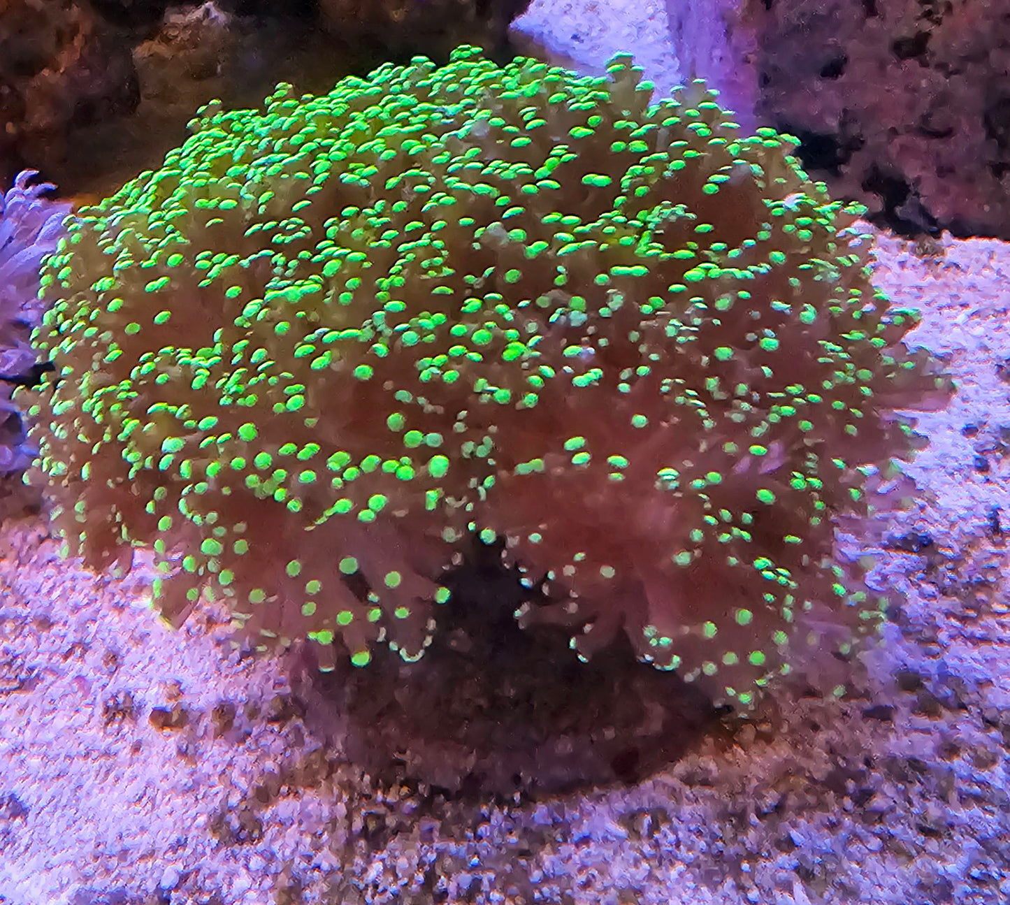 WYSIWYG Octospawn 1 6 heads