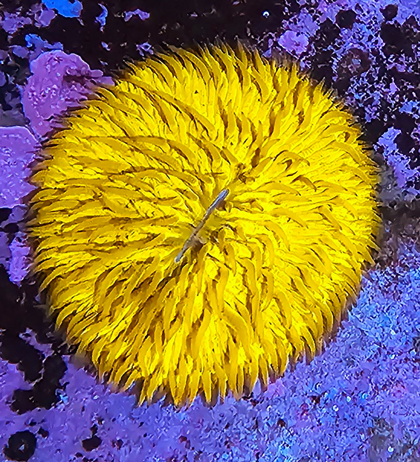 WYSIWYG Orange Fungia 1 2in