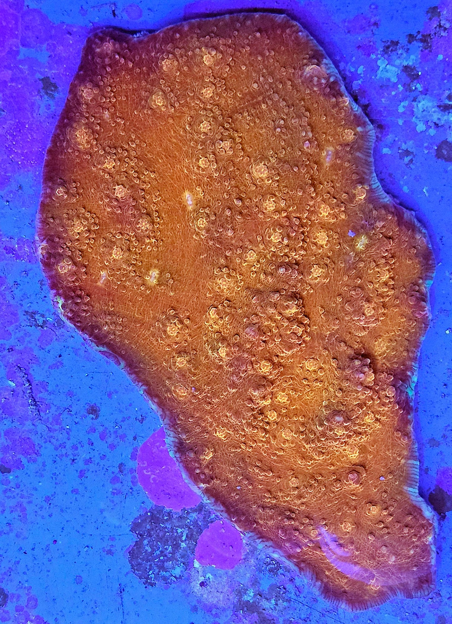 WYSIWYG Chalice 4 4in